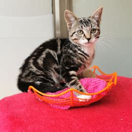 battersea cats home paw draw|Meet the cats .